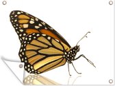 Tuinschilderij Monarch vlinder - 80x60 cm - Tuinposter - Tuindoek - Buitenposter