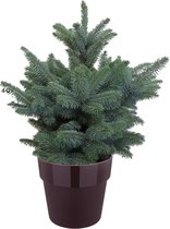 Mama's Planten - Picea Pungens - Blauwspar - Super Blue - ELHO Pot Moebei Paars - Kerstboom- ↨ 51cm - ⌀ 30cm