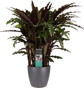 FloriaFor - Calathea Elgergrass Met Elho Brussels Antracite - - ↨ 50cm - ⌀ 17cm