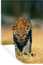 Sticker Muursticker Predators - petit léopard - 80x120 cm - film autocollant - sticker mural repositionnable