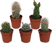 Bloeiende cactus mix | 5 stuks | Ø 5,5 cm |  8-13 cm