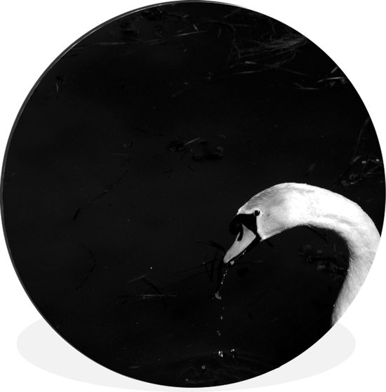 WallCircle - Wandcirkel - Muurcirkel - Witte zwaan drinkt water - Aluminium - Dibond - ⌀ 60 cm - Binnen en Buiten