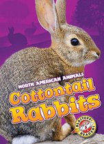 North American Animals - Cottontail Rabbits