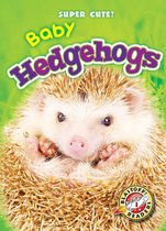 Super Cute! - Baby Hedgehogs