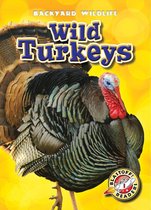 Backyard Wildlife - Wild Turkeys