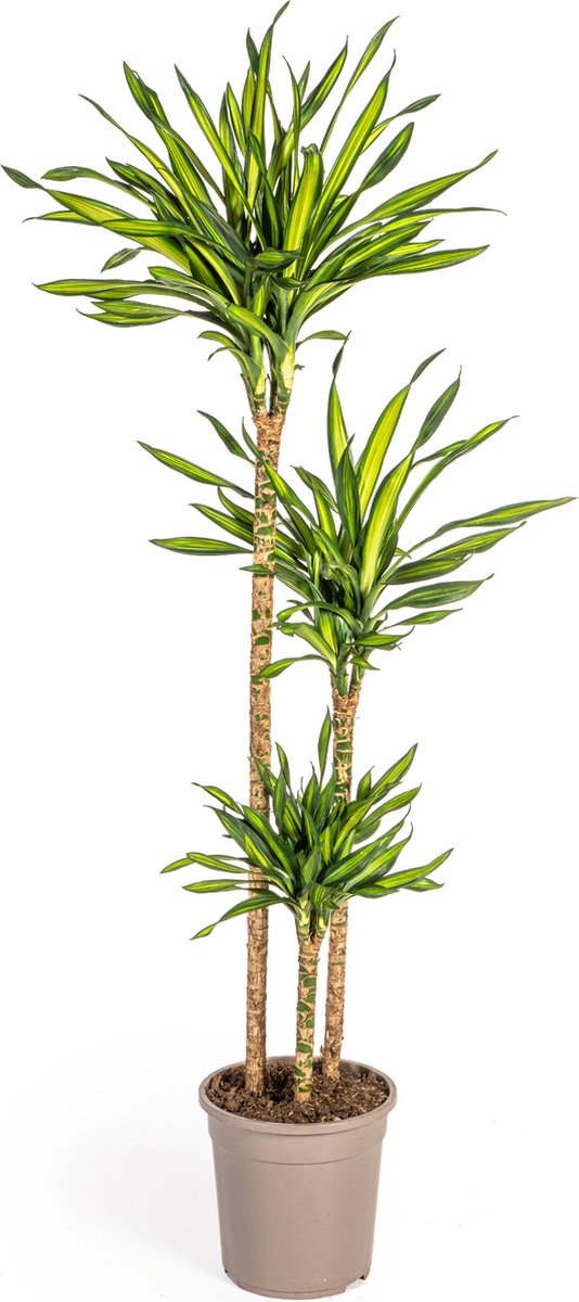 Green Harmony | Dracaena Deremensis Rikki Ø24cm - 140cm