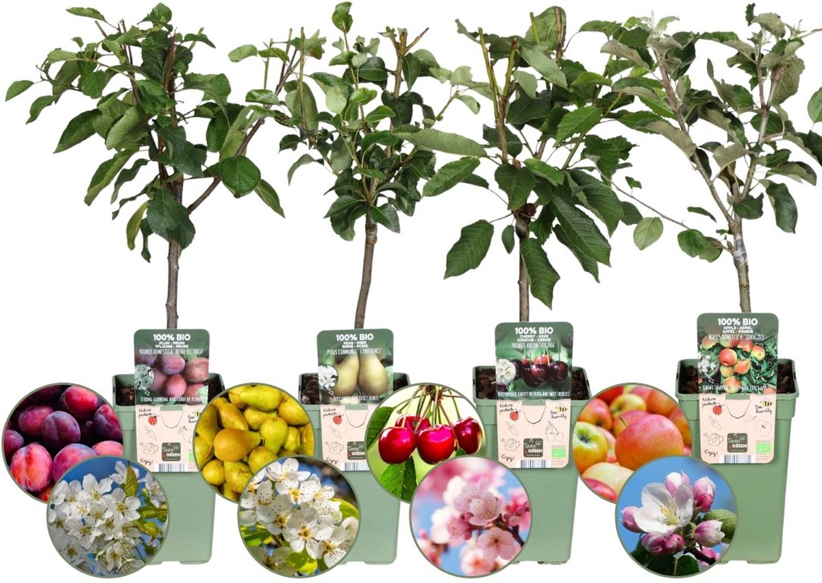 Pack 4 Plantes Fruitières - Groseille, Framboise Jaune, Mûre, Myrtille - Pots 9 Cm | Jardin, Balcon, Terrasse