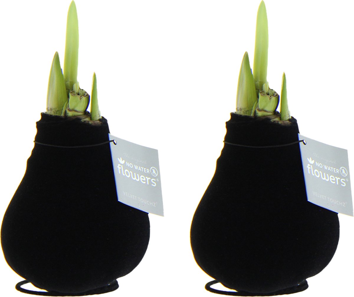 Bloomique - Set van 2 - Amaryllis Bol in Wax - Zwarte Fluwele Coating - Bloembol - No Water Flowers - Kerstversiering - Hoogte 15-25 cm bij Levering - Groeit tot 40-60 cm - 10 cm diameter