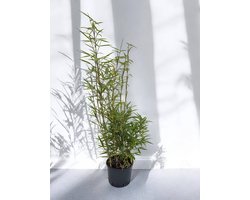 Grote Fargesia Robusta Campbell bamboe plant - 140+ cm in 5.5 Liter pot (23.5 cm diameter) - Niet woekerend - Winterhard - Groenblijvend - Grote Bamboe - Fargesia voor tuin, solitair en haag