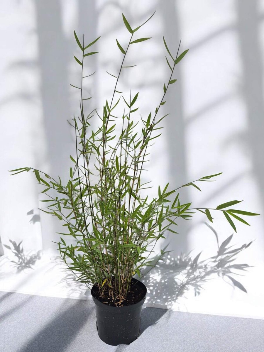 Fargesia Jiuzhaigou Limited - Set van 3 - Bamboe planten groot - 60+ cm hoog in 2.5 Liter potmaat (18 cm diameter) - Niet woekerend - Winterhard - Groenblijvend - Grote Bamboe - Fargesia - Tuinplant - Siergras