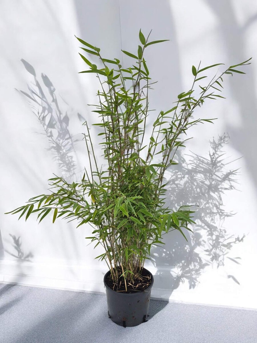 Nitida Bamboe Plant - 1 stuk - 120+ cm in 5.5 Liter pot (23.5 cm diameter) - Niet woekerend - Winterhard - Groenblijvend - Grote Bamboe planten - Fargesia nitida - Voor tuin, solitair of haag