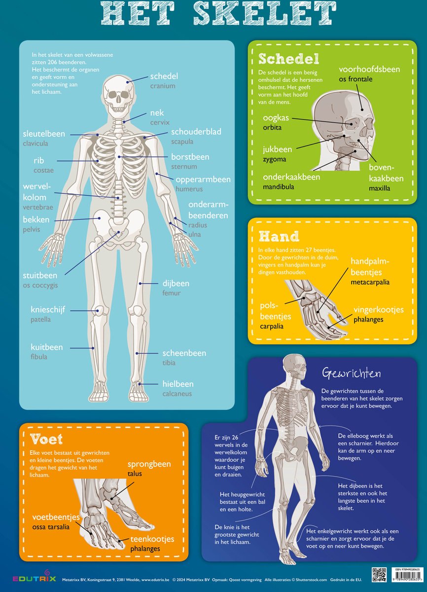 Poster: Het skelet