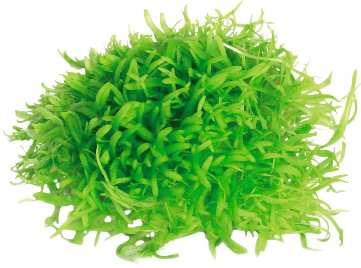 Easy grow 117 utricul.graminifolia