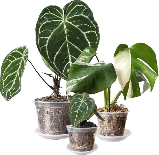 De juiste manier om een orchidee te verpotten! - Tuincentrum