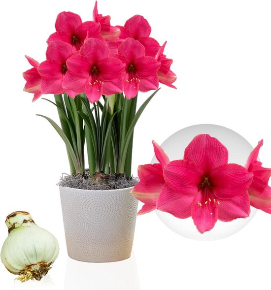 White Wax (2 stuks) Amaryllis Bollen Collectie, Bollen in grote maat 26/28, Exclusieve mix van planten en bloemen uit Nederland, Echte Hippeastrum (geen zaad, niet kunstmatig