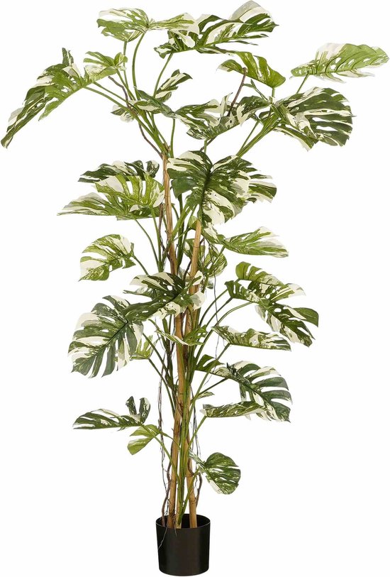 Mica Decorations 190cm Artificial Variegated Monstera in Pot - 1165077 main image 1