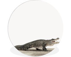 Wandcirkel kinderen - Wanddecoratie meisjes - Jongens - Krokodil - Dieren - Wilde dieren - Kinder decoratie - 30x30 cm - Kunststof