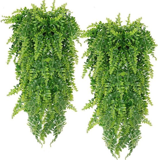 Deux plantes retombantes vertes identiques et luxuriantes, aux feuilles allongées, racines vers le haut.