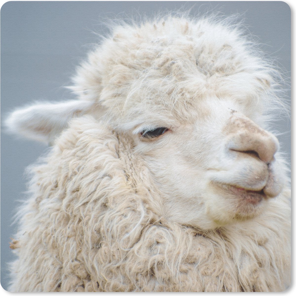 Muismat 20x20 cm - Mousepad Alpaca - Wol - Wit - Muismatten