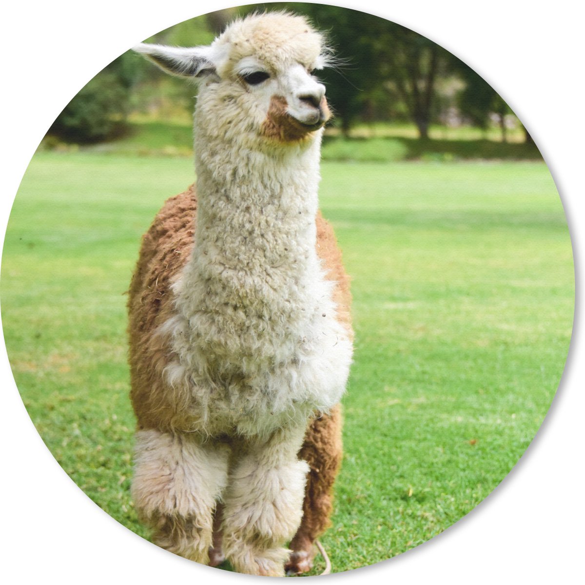 Muismat rond 50x50 cm - Mousepad Alpaca - Wit - Bruin - Boom - Ronde muismatten