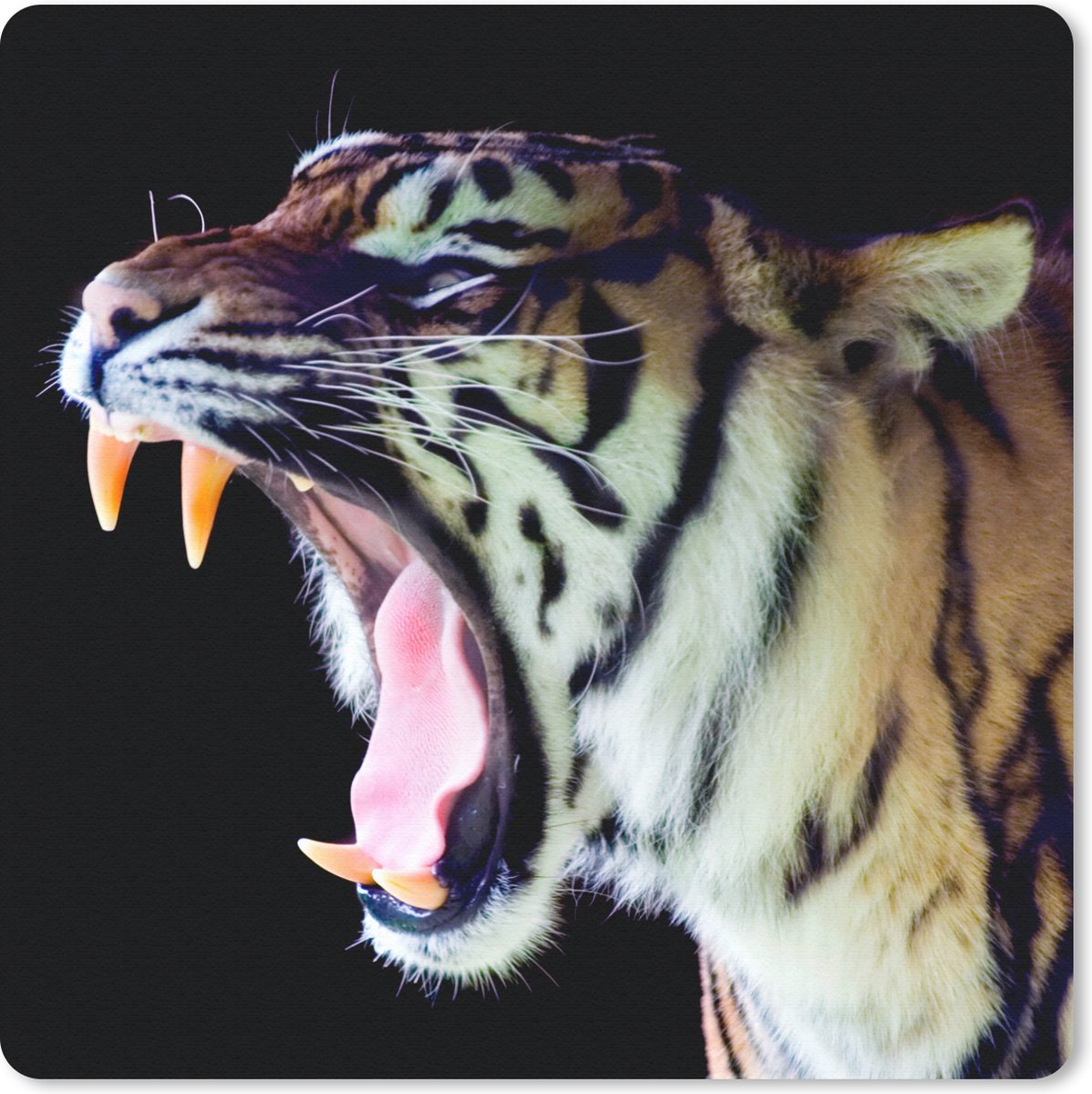 Muismat 30x30 cm - Mousepad Tijger - Tanden - Portret - Muismatten