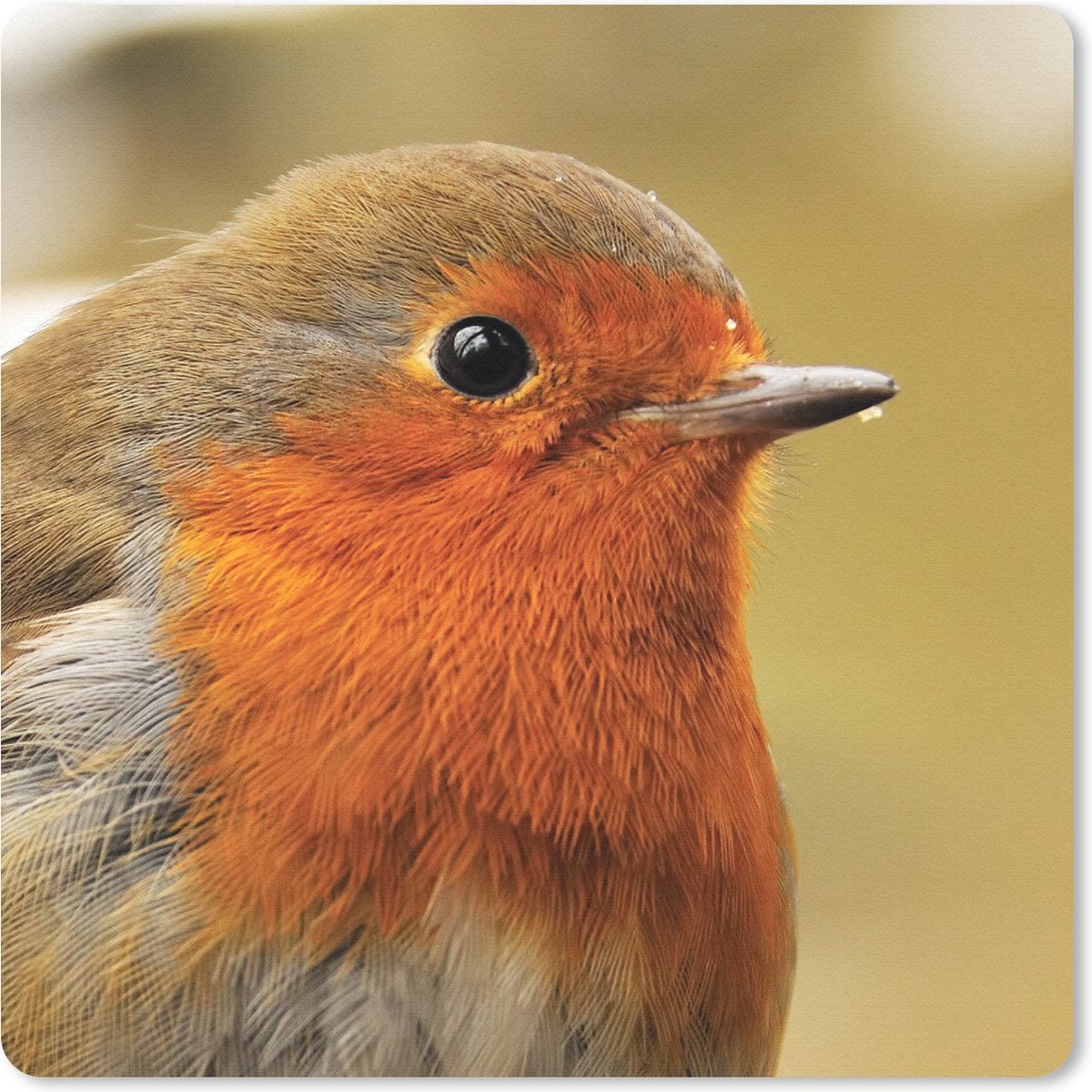 Muismat 20x20 cm - Mousepad Vogel - Roodborstje - Portret - Muismatten