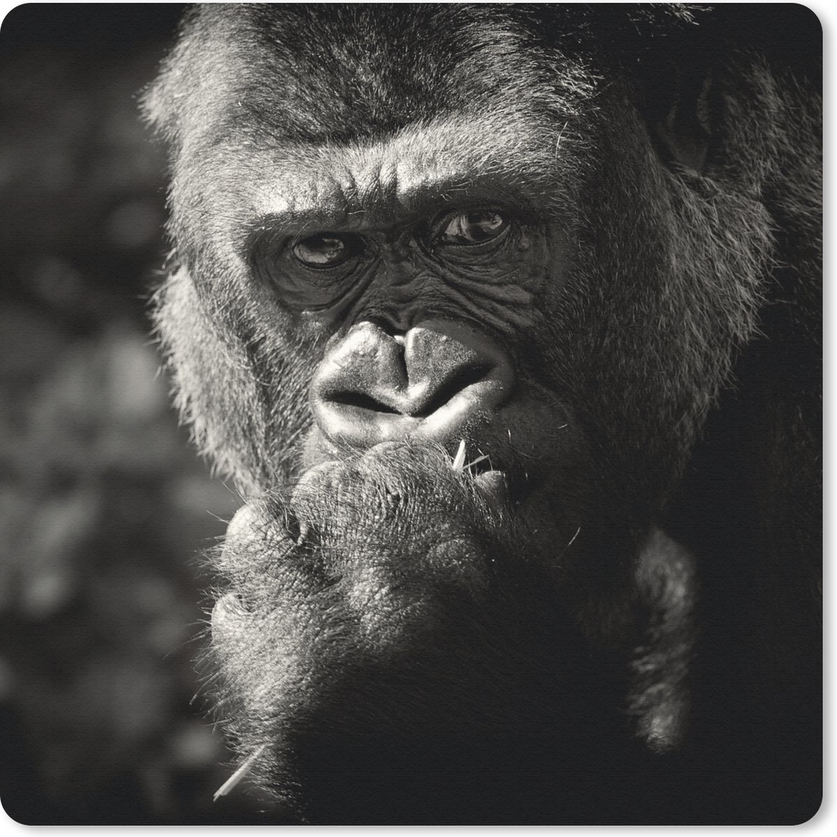 Muismat 30x30 cm - Mousepad Gorilla op zwarte achtergrond in zwart-wit - Muismatten