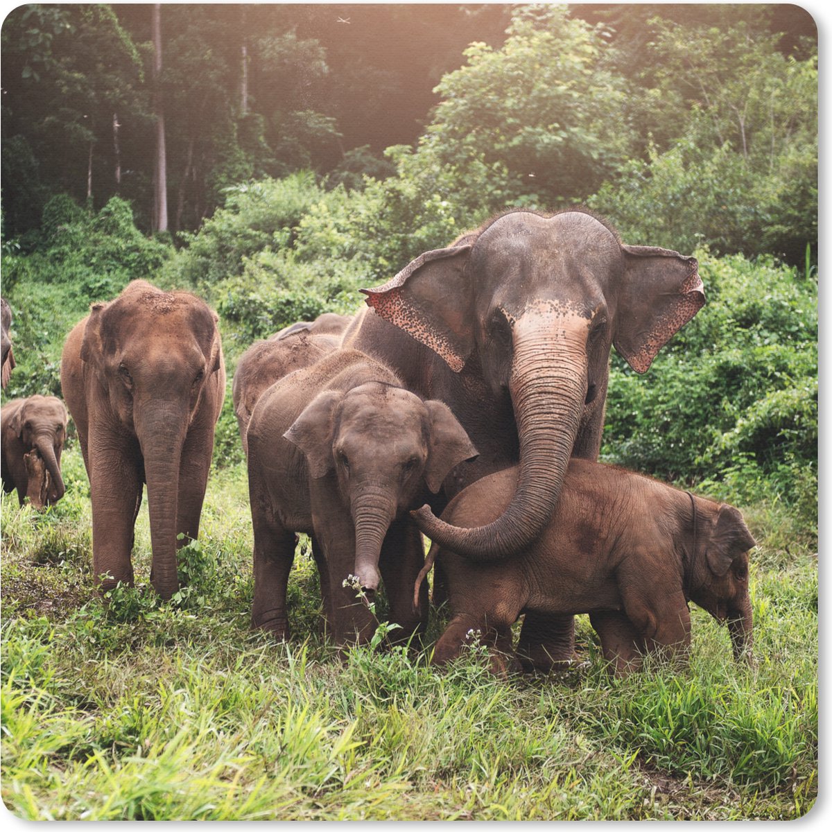 Muismat 30x30 cm - Mousepad Olifant - Dieren - Bos - Gras - Groen - Muismatten