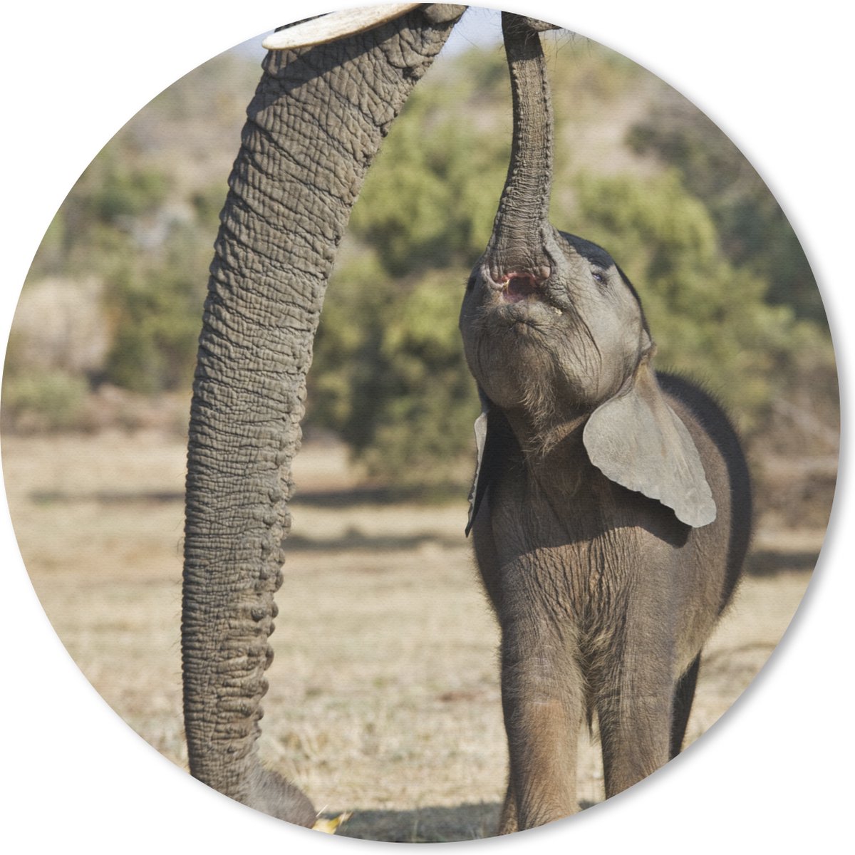 Muismat rond 30x30 cm - Mousepad Olifant - Dieren - Gras - Natuur - Ronde muismatten