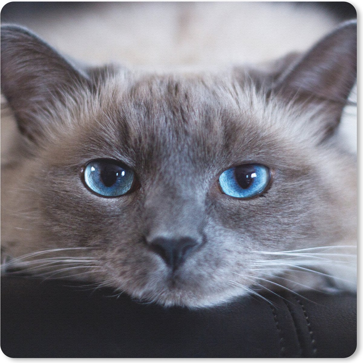 Muismat 30x30 cm - Mousepad Kat - Grijs - Close up - Muismatten