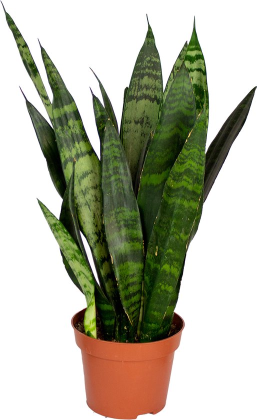 Bloomique - Sansevieria Black Coral - Vrouwentong - Kamerplanten - Luchtzuiverend - Zeer Gemakkelijk te Verzorgen - Hoogte 20-30 cm - Pot 12 cm