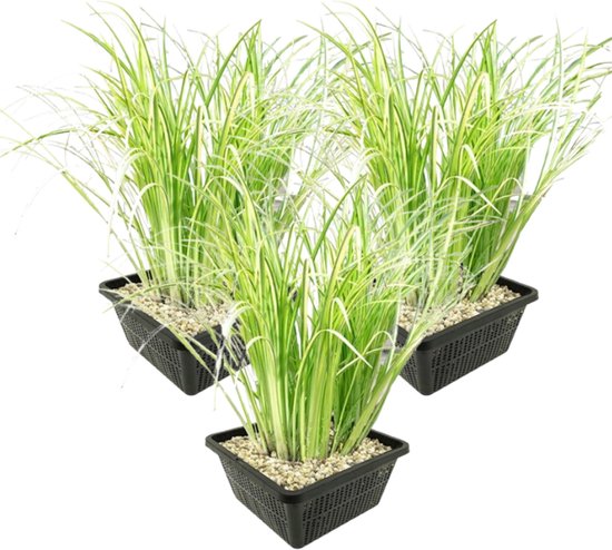 vdvelde.com - Bonte Kalmoes - 12 stuks - 3 Vijvermanden - Acorus Calamus Variegatus - Waterplant - Volgroeide hoogte: 80 cm - Plaatsing: -1 tot -20 cm