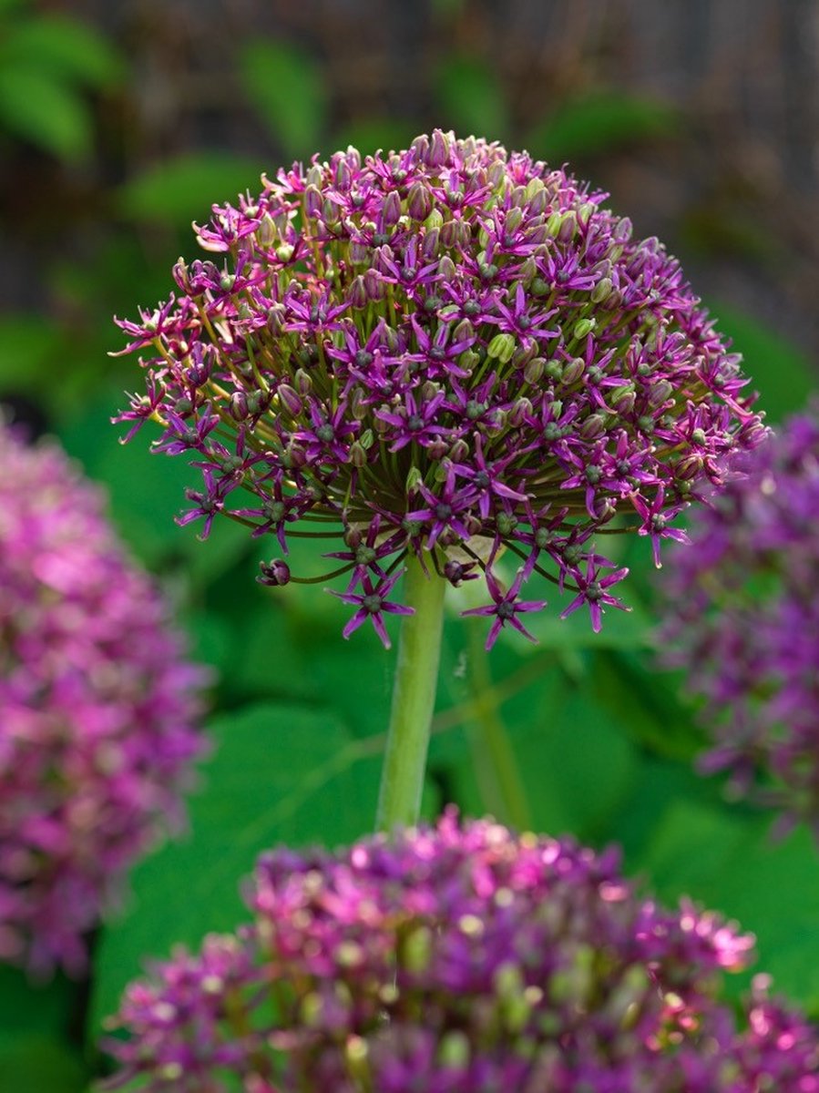 60x Allium 'Magic' - BULBi® Bloembollen met bloeigarantie