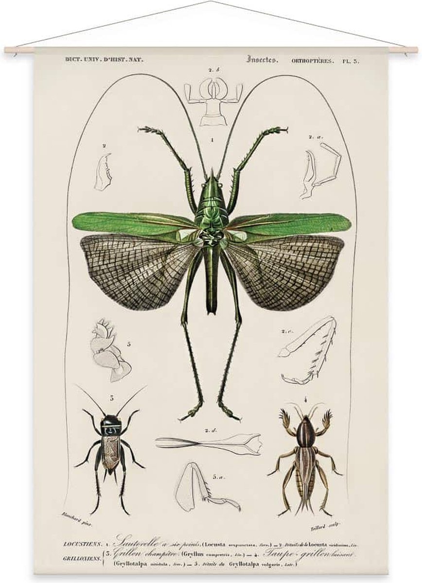 Wanddoek-XL Locusta sexpunctata - Charles Dessalines D'Orbigny (zonder houten stokken)