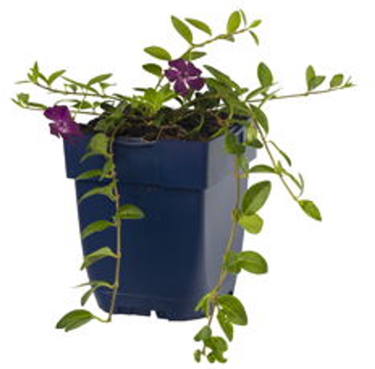 Griffioen - Vinca minor 'Atropurpurea'