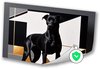 Hond, Hyperrealisme, Zwart, wit, goud, grijs