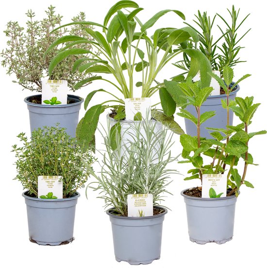 Tuinkruiden mix per 6 stuks - binnen- en buitenplant in kwekerspot ⌀9 cm - ↕10-15 cm