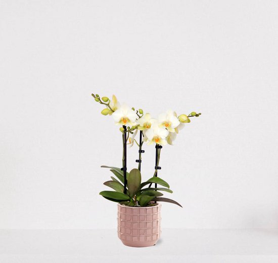 Phalaenopsis Multiflora wit in sierpot Janneke roze – bloeiende witte Orchidee – kamerplant - 40-55cm - Ø13 – geleverd met plantenpot – vers uit de kwekerij