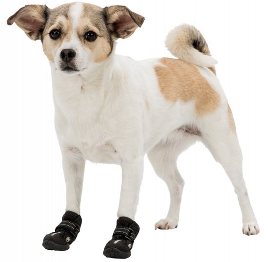 Kleine hond met witte en bruine vlekken, met zwarte hondenschoenen aan.