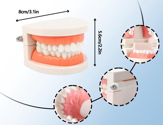 Tanden Klapperend Speelgoed, Interactief Sociaal Plezier, 6,4x4cm