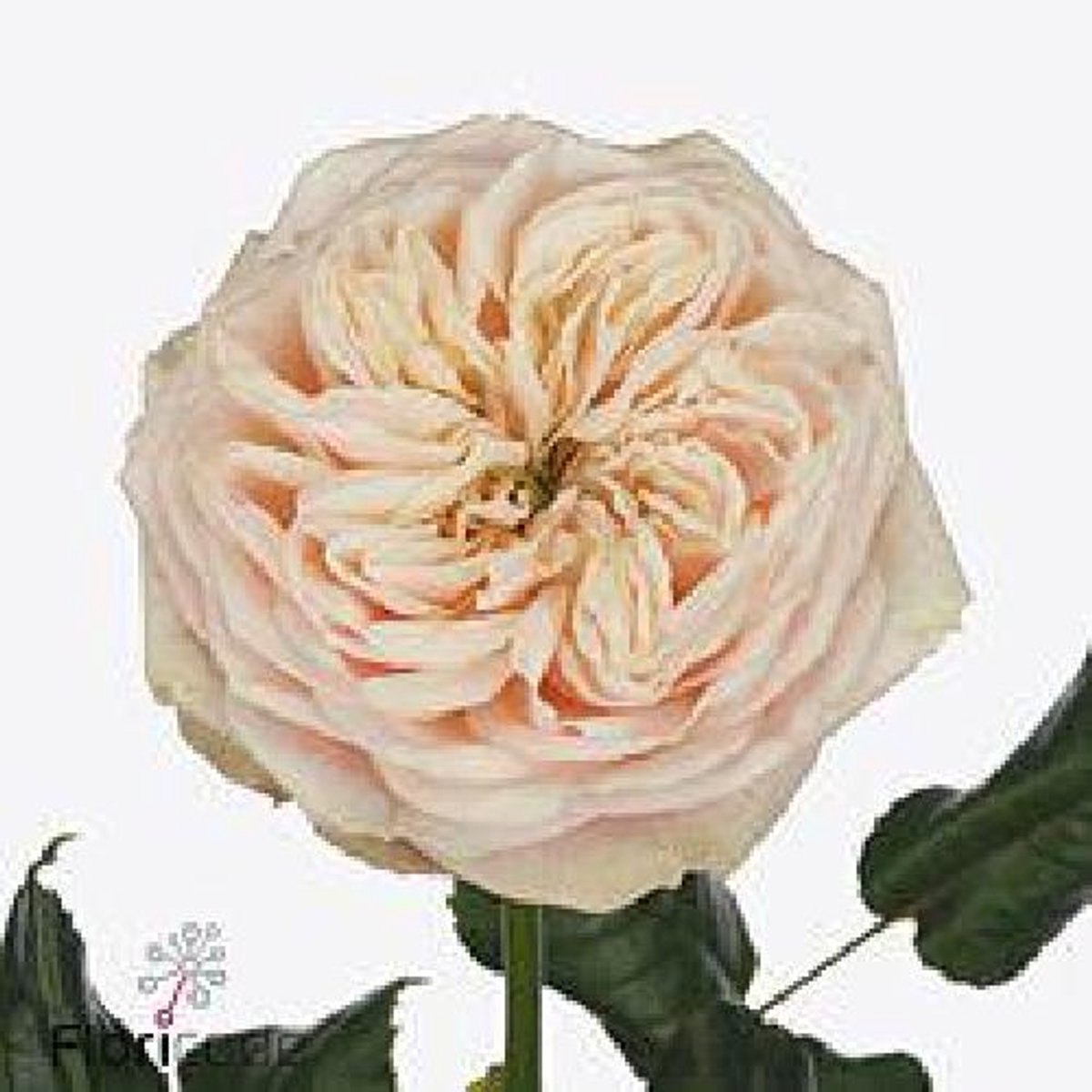 10x Rosa shiver 60cm