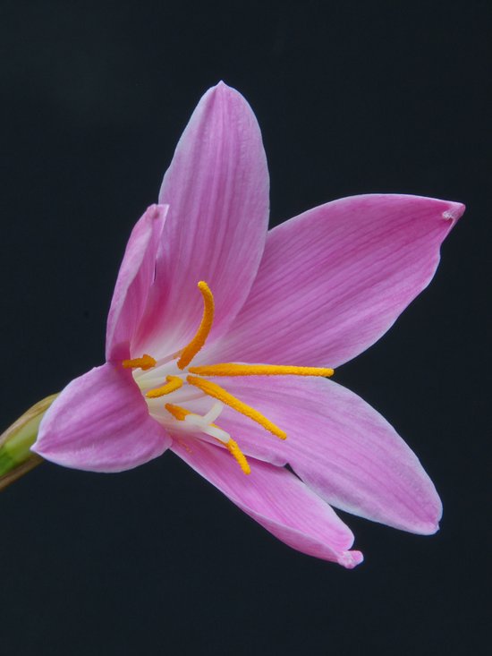 Habranthus robustus | 25 stuks | Knol | verwilderend | winterhard | Roze | Wit | Bijzondere Zomerbloeier