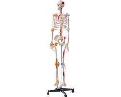 Model van een Menselijk Skelet, 182 x 38.5 x 18 cm, PVC, Robuuste Constructie, Afneembare Onderdelen, Praktische Leerervaring