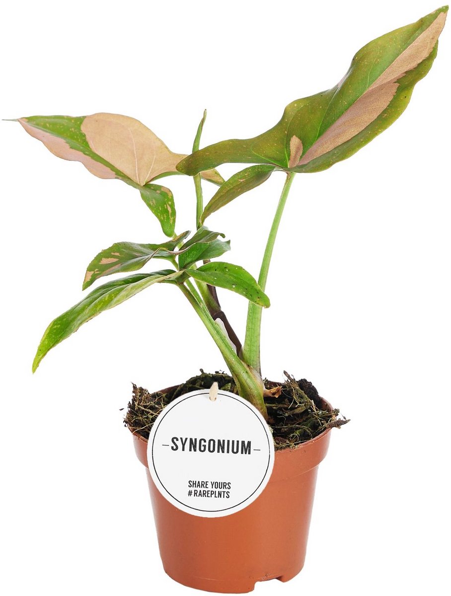 Syngonium Pink kopen