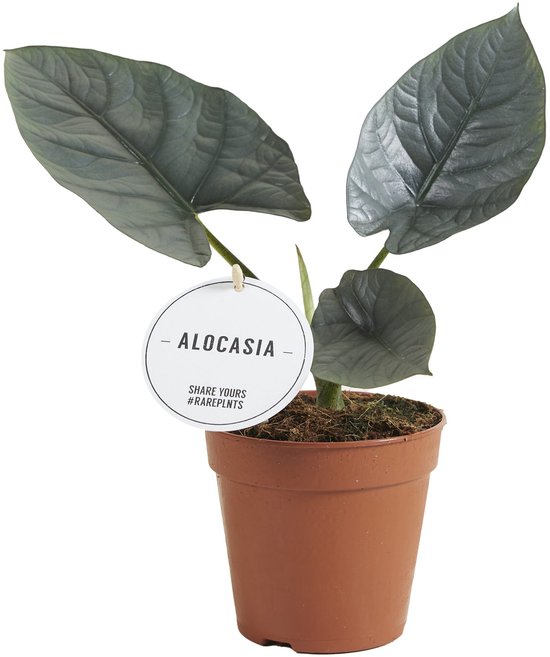 Alocasia Nebula - Hoogte 25cm - Pot 12cm