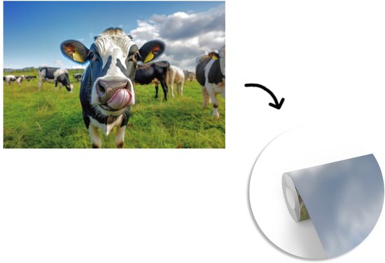 Behang - Fotobehang Koe - Tong - Weide - Breedte 330 cm x hoogte 220 cm