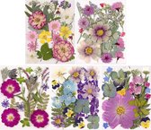 5 sachets de 100 Fleurs pressées – 5 thèmes de couleurs pour nail Art et création de bijoux