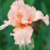 6 x Iris (G) 'Pink Horizon' - Baardiris - Pot 9x9 cm: Roze bloemen, vroege zomerbloeier