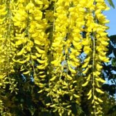 Laburnum watereri 'Vossii' - Goudenregen - 50-60 cm in pot: Boom met lange, hangende trossen van goudgele bloemen.