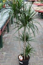 Gardenmarketplace Kamerplanten Dracaena marginata - Drakenbloedboom, Groot